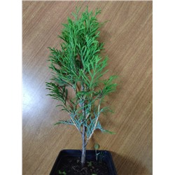 Туя западная Брабант (Код: 85844)