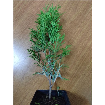 Туя западная Брабант (Код: 85844)