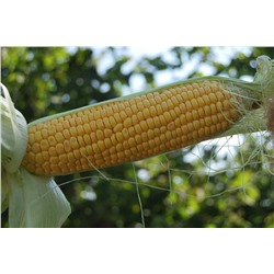 Кукуруза сахарная Золотое чудо