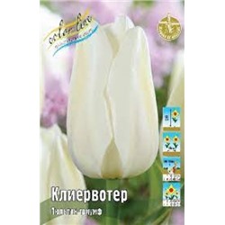 Тюльпан Клиервотер 10шт (ИС)