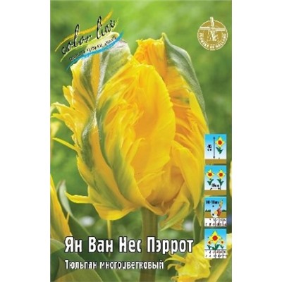 Тюльпан Ян Ван Нес Пэррот 7шт (ИС)