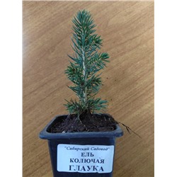 Ель колючая Глаука (Код: 84485)