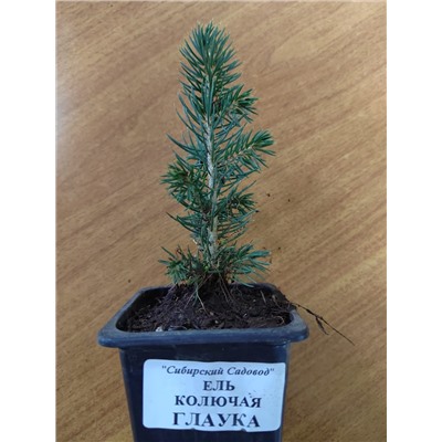 Ель колючая Глаука (Код: 84485)