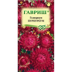 Гелихризум Пурпуреум (Гавр)