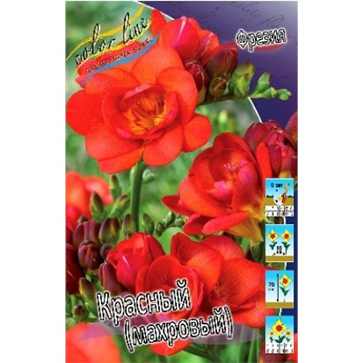 Фрезия Махровая Красная 10шт (ИС)