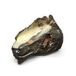Ископаемый аммонит 63*40*28мм, 72г (T)