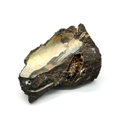 Ископаемый аммонит 63*40*28мм, 72г (T)