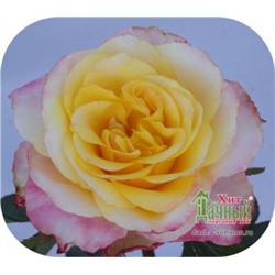 Роза Маффин (Сем.Алтая) ЧГ