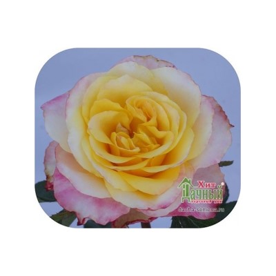 Роза Маффин (Сем.Алтая) ЧГ