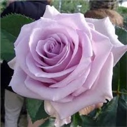Роза Вальц Тайм (Поиск) ЧГ