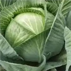 Капуста Бирючекутская 138 (УД) 0,3г