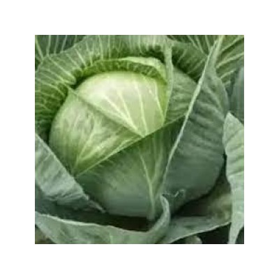 Капуста Бирючекутская 138 (УД) 0,3г