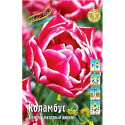 Тюльпан Коламбус 8шт (ИС)