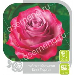 Роза Дип Перпл (Сем.Алтая) ЧГ