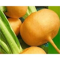 Репа Русский размер (НК) 300шт