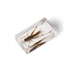 Журнал № 32 "Настоящие насекомые" (Кобылка Иероглифус)