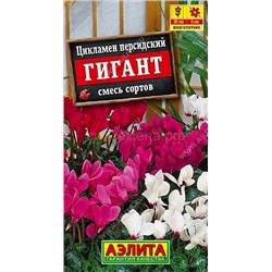 Цикламен Персидский Гигант (Аэлита)