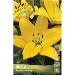 Лилии Амати 7шт (ИС) ЛА