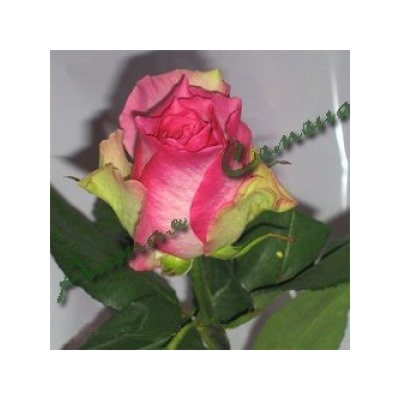 Роза Малибу (Сем.Алтая) ЧГ