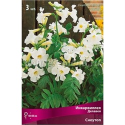 Инкарвиллея Делавея Сноутоп 2шт (Поиск)