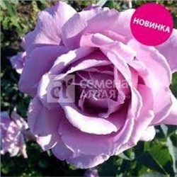 Роза Арфа (Сем.Алтая) ЧГ