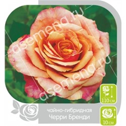 Роза Черри Бренди (Сем.Алтая) ЧГ