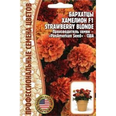 Цв.Барх.Хамелеон Клубничный Блонд F1 (Strawberry Blond) (Григорьев) 5шт