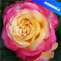 Роза Восточный экспресс (Сем.Алтая) ЧГ