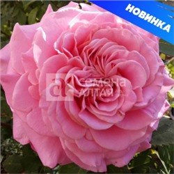 Роза Эшли (Сем.Алтая) ЧГ