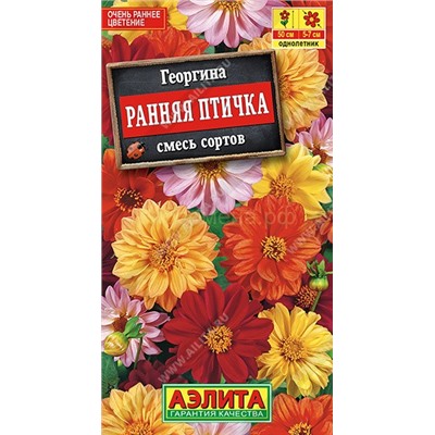 Георгина Ранняя птичка смесь (Аэлита)