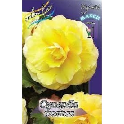 Бегония Суперба желтая 3шт (ИС)