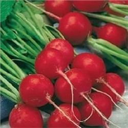 Редис Сора голланд. (Цв.Сад) 0,3г