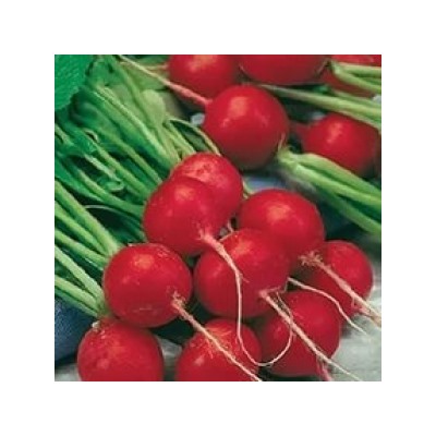 Редис Сора голланд. (Цв.Сад) 0,3г