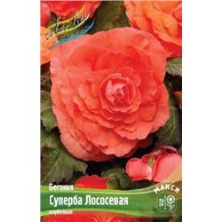 Бегония Суперба лосовевая 3шт (ИС)