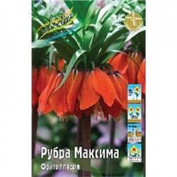 Фритиллярия Рубра Максима 1шт (ИС)