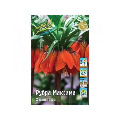 Фритиллярия Рубра Максима 1шт (ИС)