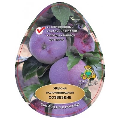 Яблоня Созвездие колоновидная (Поиск) кор