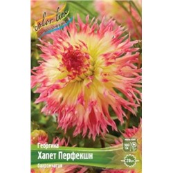 Георгин Хапет Перфекшн 1шт (ИС)