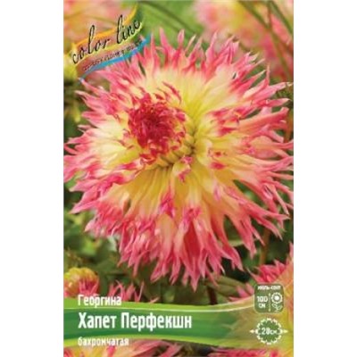 Георгин Хапет Перфекшн 1шт (ИС)