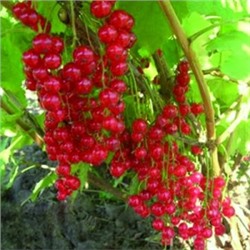 Смородина Красная Щедрая (Поиск)