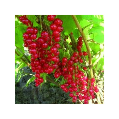 Смородина Красная Щедрая (Поиск)