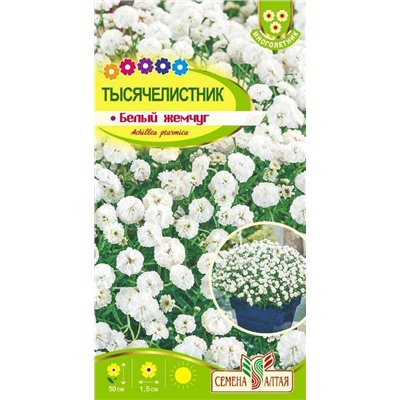 Тысячелистник Белый жемчуг (Алтай)