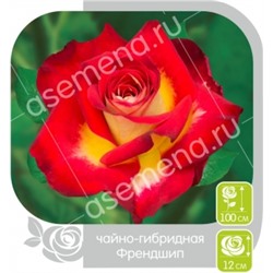 Роза Френдшип (Сем.Алтая) ЧГ