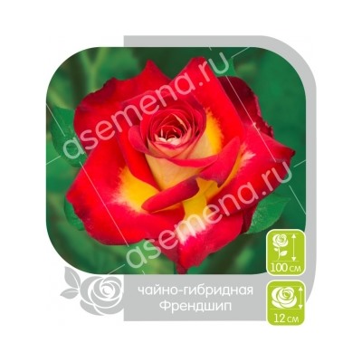 Роза Френдшип (Сем.Алтая) ЧГ