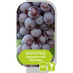 Виноград Ласточка (Сем.Алтая)