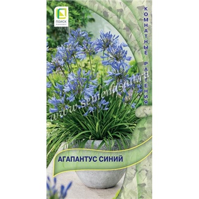 Агапантус Синий (Код: 88904)