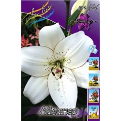 Лилии Айлинер 7шт (ИС) ЛА
