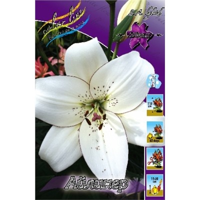 Лилии Айлинер 7шт (ИС) ЛА