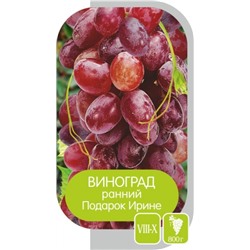 Виноград Подарок Ирине (Сем.Алтая)