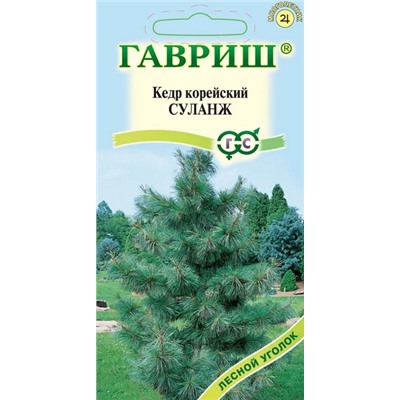 Сосна Суланж кедровая корейская (Код: 93274)